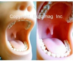 Dental Anesthesia Simulator Manikin Model