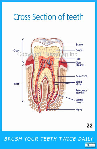 Dental Poster Cross Section Of Teeth Office Patient Education