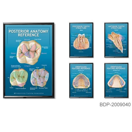 dental educational posterior tooth structure poster