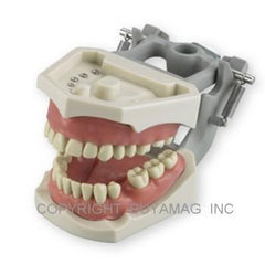 Dental Examination Models: Florida, North Eastern Or Western Board