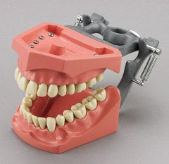 dental model dentoform