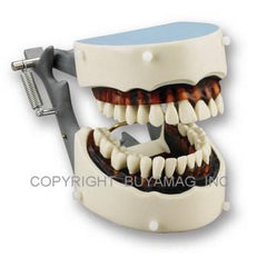 Dental Hygiene Typodont Model