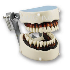 Dental Hygiene Training Typodont & Articulator 32 Teeth Model