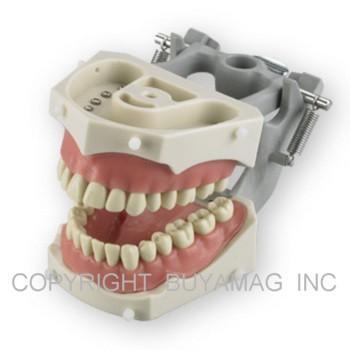 Dental Techniques Training Removable 32 Soft Gingivae  Model