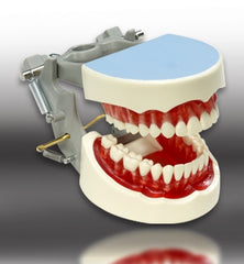 Dental Hygiene Training Typodont & Articulator 32 Teeth Model