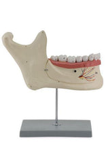 Half Lower Jaw 6 Parts  4 Removable Teeth 3 Times Full-Size