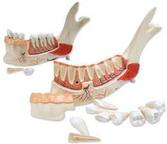 Half Lower Jaw 11 Part, Removable Teeth, 3 Times Full-Size
