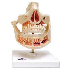 Milk Dentures  Dental Model