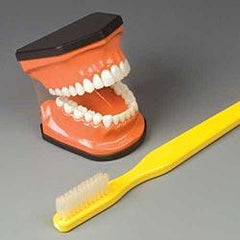 Dental Brushing Model With Brush