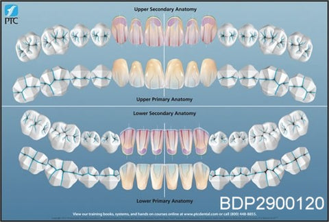 Dental Poster Anterior Guide Teeth Anatomy