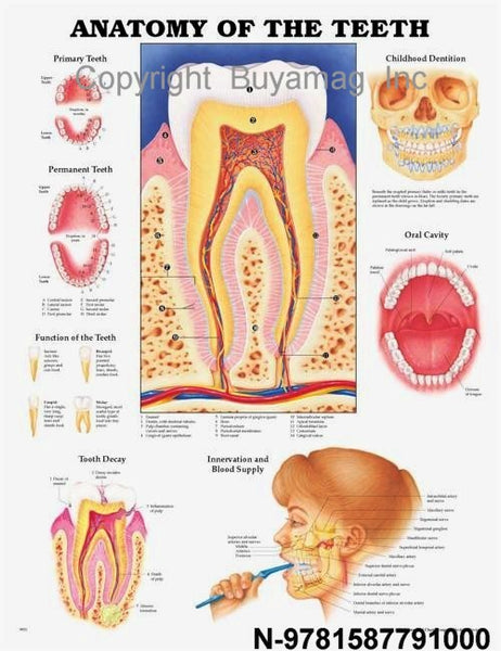 Dental Teeth Anatomy Poster