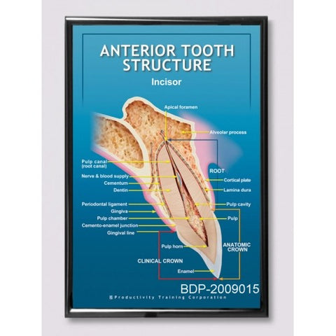 Anterior Incisor Tooth Structure Poster