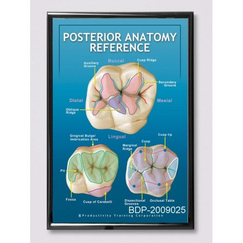 Posterior Dental Anatomy Reference Poster