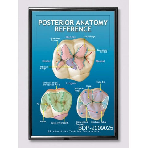 Posterior Dental Anatomy Reference Poster