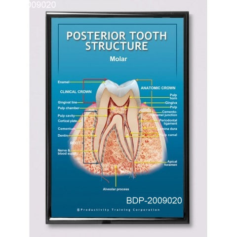 Posterior Tooth Molar Structure Poster