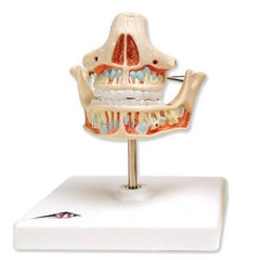 dental education model