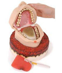 Cigarette Smoker's Mouth Manikin Educational Simulator