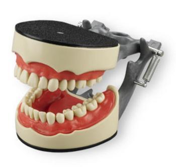 Articulated Dentoform Soft Gingiva