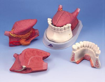 Tongue Jaw Floor Musculature Submandibular Gland 4 Part