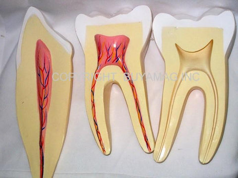 Dental Teeth Molar & Incisor Anatomy  2 Set   Giant 12 Times Enlarged
