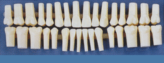 32 replacement teeth