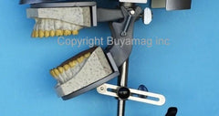 dental x-ray teeth model radiopaque