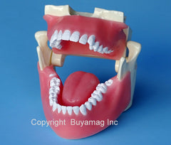 teeth x-ray model