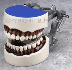 Dental Hygiene Typodont Model