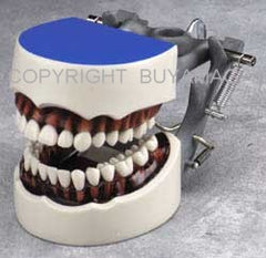 Dental Hygiene Training Typodont & Articulator 32 Teeth Model