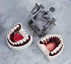 Dental Hygiene Training Typodont & Articulator 32 Teeth Model