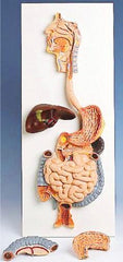 human digestive system model