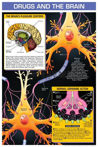 Drugs And The Brain Poster Chart
