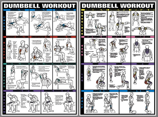 Bodybuilding Back And Bicep Workout Plan Dumbbell Workout Chest