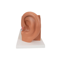 ear model