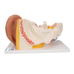 human ear anatomical model