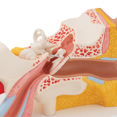 Ear 3 Times Life-Size Model  4 Anatomical Part