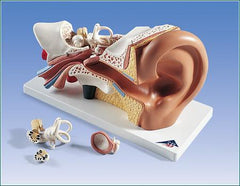 ear model human anatomy 