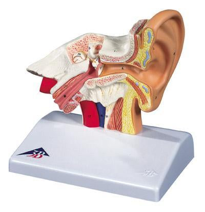 Ear Model