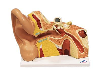 Large Ear Model Labeled Human Ear Model | 5 Times Large Anatomical – Buyamag INC