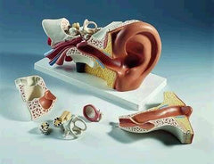 human ear model
