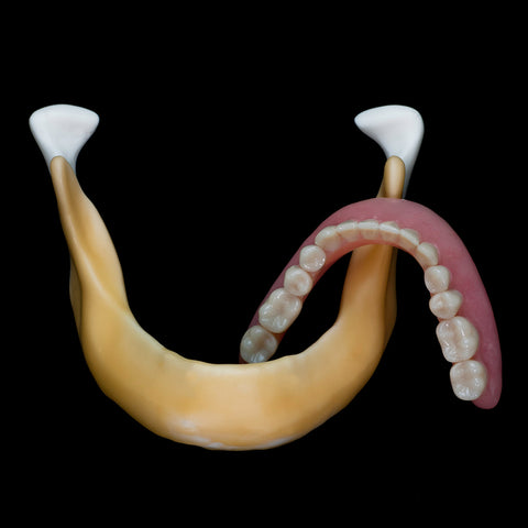 Edentulous Mandible Model