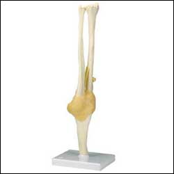 Elbow Model Functional