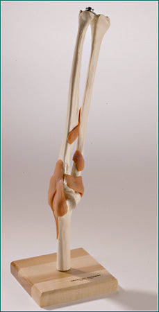 elbow functional joint model