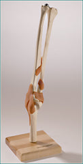 elbow functional joint model