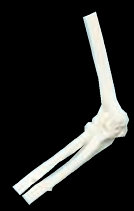 Elbow Model