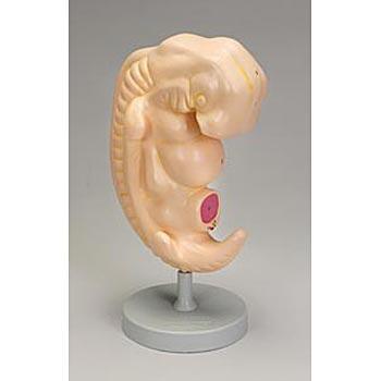 human embrio model
