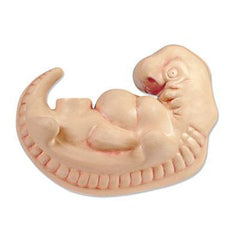 Human Embryo 4 Weeks Model