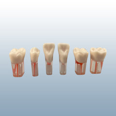 dental endodontic roots teeth models