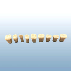 child endodontic teeth practice