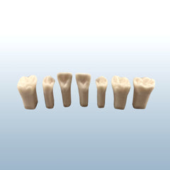 permanent root canal endodontic teeth with pulp 